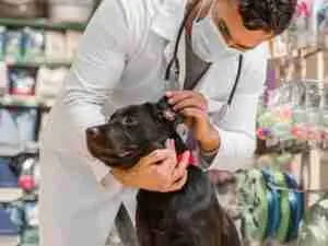 Plan ¡Perro Salud Plena!