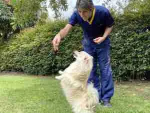 Procesos de Adiestramiento Canino