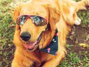 Gafas de Sol Para Perros