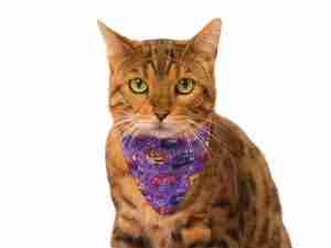 Pañoleta Diseños varios para Gatos - Mini