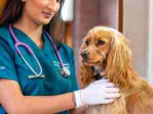 Consulta Veterinaria Presencial en sede